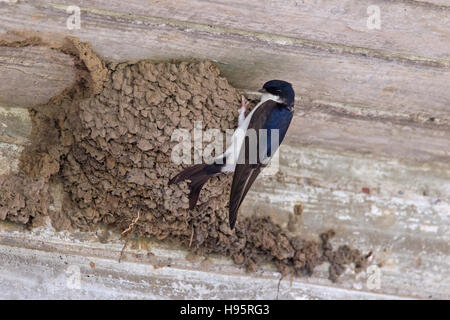 Gemeinsamen Haus Martin / nördliche Mehlschwalbe (Delichon Urbicum) Bau Schlamm Nest im Gebäude Stockfoto