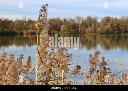 Am Ufer eines Sees im Spätherbst. Reed und Spiegelung Bäume im Wasser. Lake Salzachsee, Salzburg, Österreich, Europa. Stockfoto