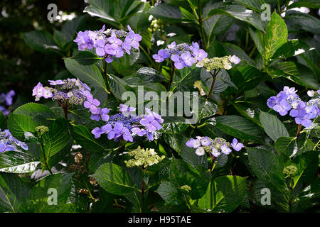 Hydrangea Macrophylla Lacecap blaue Blumen Mophead Mopheaded sommergrüne Sträucher blühen blühenden lila Blume RM Floral Stockfoto