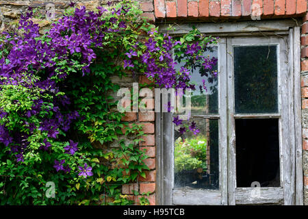 Clematis Viticella Etoile Violette lila Blumen Blume Blüte Kletterer Schlingpflanze Abdeckung, die überdachten Mauer alte verfallene Stockfoto