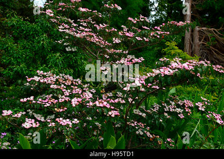 Cornus Kousa Satomi Fräulein Rosa Blumen Blüte Hartriegel Hartriegel Baum Blütenbäumen RM Floral Stockfoto