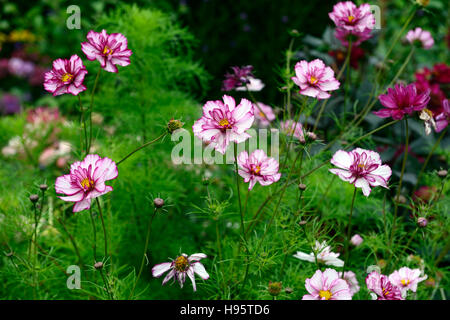Cosmos Bipinnatus Fizzy rose Picotee rosa weiße Blume Blumen Blüte Display zeigt Garten RM floral Stockfoto