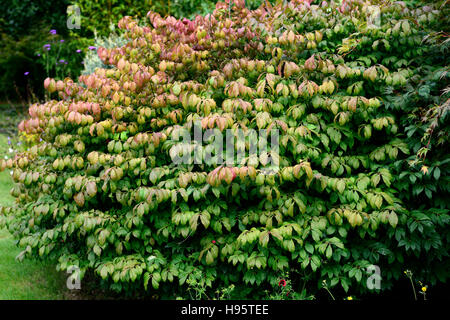 Euonymus alatus leaves foliage change changing colour color late summer early autumn attractive shrub shrubs RM Floral Stockfoto