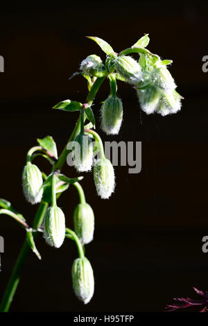 Lilium Martagon Lilit flauschige pelzige Blütenknospe Lilie Lilien Blumen ewigen Sommer ungeöffnet Schatten schattige Türken Kappe RM Floral Stockfoto