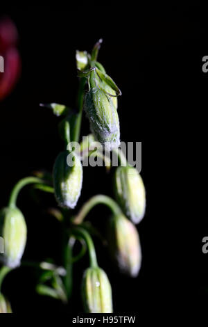 Lilium Martagon Lilit flauschige pelzige Blütenknospe Lilie Lilien Blumen ewigen Sommer ungeöffnet Schatten schattige Türken Kappe RM Floral Stockfoto