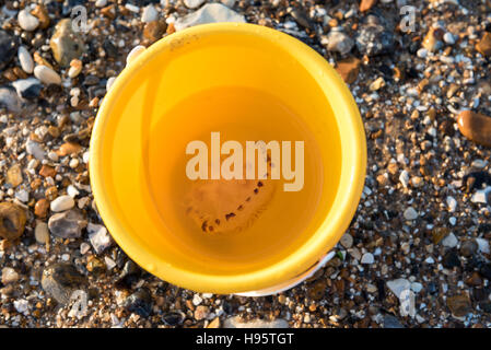 Quallen in einem gelben Eimer am Strand Stockfoto