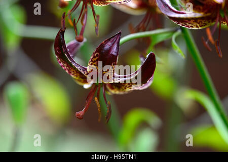 Lilium Martagon Lilith Lilie Lilien rot Hybrid entdeckt gesprenkelt Blume Blumen mehrjährig Schatten schattige Türken Kappe RM Floral Stockfoto