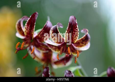 Lilium Martagon Lilith Lilie Lilien rot Hybrid entdeckt gesprenkelt Blume Blumen mehrjährig Schatten schattige Türken Kappe RM Floral Stockfoto