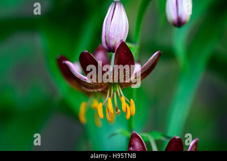 Lilium Martagon Manitoba Morgen Lilie Lilien Red spotted gefleckt Blume Blumen mehrjährig Schatten schattige Türken Kappe RM Floral Stockfoto