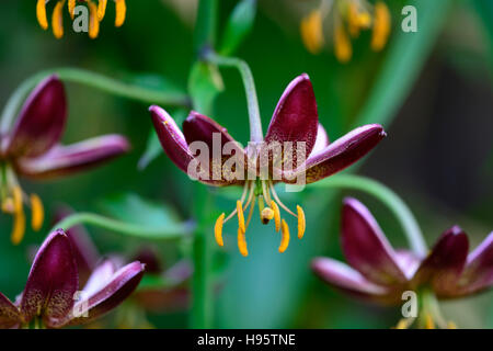 Lilium Martagon Manitoba Morgen Lilie Lilien Red spotted gefleckt Blume Blumen mehrjährig Schatten schattige Türken Kappe RM Floral Stockfoto