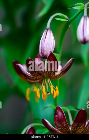 Lilium Martagon Manitoba Morgen Lilie Lilien Red spotted gefleckt Blume Blumen mehrjährig Schatten schattige Türken Kappe RM Floral Stockfoto