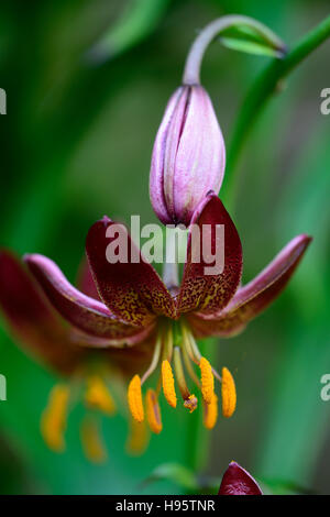 Lilium Martagon Manitoba Morgen Lilie Lilien Red spotted gefleckt Blume Blumen mehrjährig Schatten schattige Türken Kappe RM Floral Stockfoto