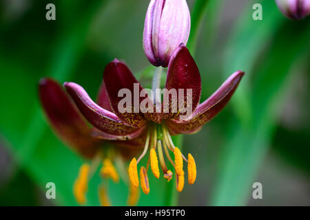 Lilium Martagon Manitoba Morgen Lilie Lilien Red spotted gefleckt Blume Blumen mehrjährig Schatten schattige Türken Kappe RM Floral Stockfoto