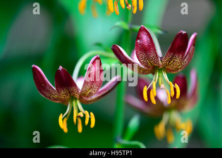 Lilium Martagon Manitoba Morgen Lilie Lilien Red spotted gefleckt Blume Blumen mehrjährig Schatten schattige Türken Kappe RM Floral Stockfoto