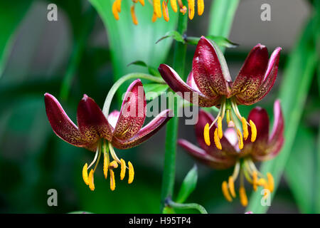 Lilium Martagon Manitoba Morgen Lilie Lilien Red spotted gefleckt Blume Blumen mehrjährig Schatten schattige Türken Kappe RM Floral Stockfoto