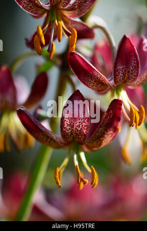 Lilium Martagon russischen Morgen Lilie Lilien rote Blume Blumen ewigen Sommer Schatten schattige Türken Kappe RM Floral Stockfoto