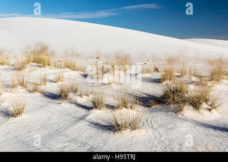 Grass Klumpen und weiß, in der Nähe von Gips Sanddünen in der Abendsonne am White Sands National Monument Alamogordo, New Mexico, USA Stockfoto