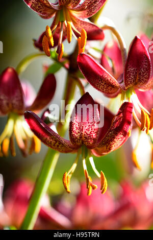 Lilium Martagon russischen Morgen Lilie Lilien rote Blume Blumen ewigen Sommer Schatten schattige Türken Kappe RM Floral Stockfoto