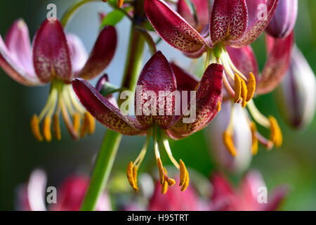 Lilium Martagon russischen Morgen Lilie Lilien rote Blume Blumen ewigen Sommer Schatten schattige Türken Kappe RM Floral Stockfoto