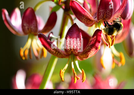 Lilium Martagon russischen Morgen Lilie Lilien rote Blume Blumen ewigen Sommer Schatten schattige Türken Kappe RM Floral Stockfoto