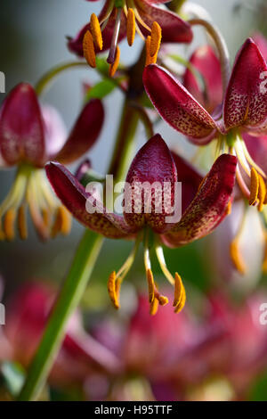 Lilium Martagon russischen Morgen Lilie Lilien rote Blume Blumen ewigen Sommer Schatten schattige Türken Kappe RM Floral Stockfoto