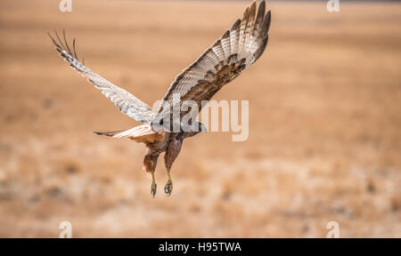 Braun Hawk Vogel in der Mitte Frilght Nahaufnahme Stockfoto
