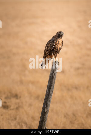 Braune Hawk Vogel sitzt auf einem Mast Stockfoto