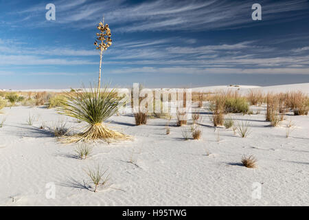 Sanddünen und Yucca-Pflanzen im White Sands National Monument in der Nähe von Alamogordo, New Mexico, USA Stockfoto