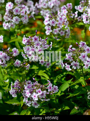 Phlox Paniculata weißen Auge Flamme rosa lila Blume Blumen Blüte zeigt Schaugarten spät Sommer Frühherbst RM Floral Stockfoto