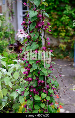 Rhodochiton Atrosanguineus lila Bell Rebe Reben Kletterer Schlingpflanze Zug ausgebildet Bambus Stativ Wigwam Blume Blumen Blüte Stockfoto