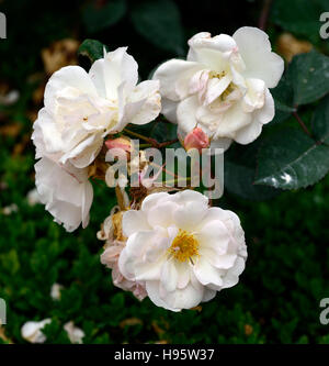 Rosa Penelope weißer Moschus Rose Aprikose Blume Blumen Blüte Duft Duft Duft Duft RM Floral Stockfoto