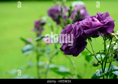 Rosa-Rhapsodie in blau Frantasia stieg lila Blume Blumen Blüte blühenden Strauch Sträucher blühfreudig RM Floral Stockfoto