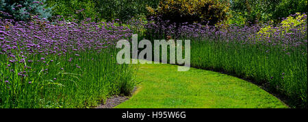 Verbena Bonariensis drift Linie Kurve gebogen Bett Grenze lila Blume Blumen Blüte Display-Design RM Floral Stockfoto