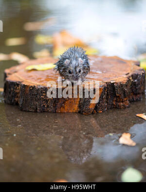 nass und gefrorenen Hamster sitzt auf einem Stück Holz in der Mitte Wasser Stockfoto