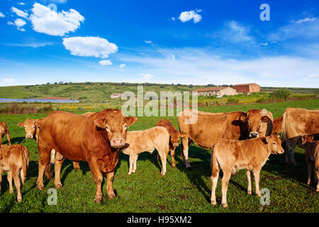 Kuh Rind in Extremadura Spanien unterwegs Via De La Plata Stockfoto