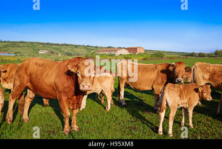 Kuh Rind in Extremadura Spanien unterwegs Via De La Plata Stockfoto