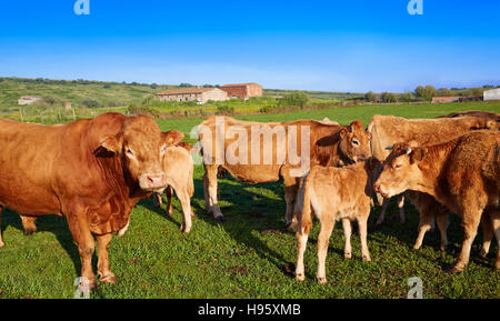 Kuh Rind in Extremadura Spanien unterwegs Via De La Plata Stockfoto