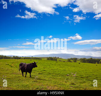 Fighting Bull Beweidung in Extremadura Dehesa Grasland unterwegs Via De La Plata von Spanien Stockfoto
