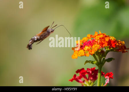 Macroglossum Stellatarum Nektar ernähren sich von Blumen von Lantana camara Stockfoto