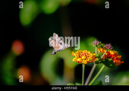 Macroglossum Stellatarum Nektar ernähren sich von Blumen von Lantana camara Stockfoto