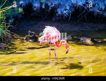 Ecuador, Galápagos-Inseln, Isla Isabella, Rosaflamingo (Phoenicopterus Ruber) in einer Lagune in die Lavafelder am Punta Moreno Stockfoto