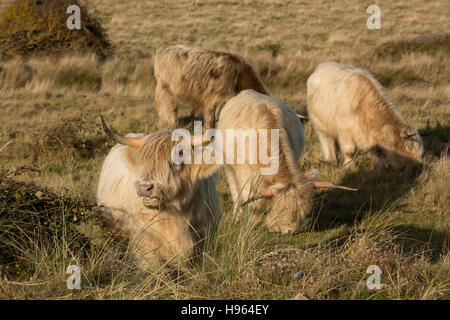 Kleine Gruppe von Highland Kühe. Konzentrieren Sie sich auf die nächste Kuh, wie es die Gräser kaut. Stockfoto