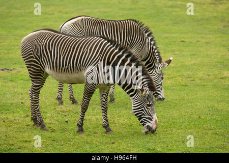 Paar von Zebras, die Fütterung auf üppigen Rasen im Marwell Zoological Park in Hampshire, England Stockfoto