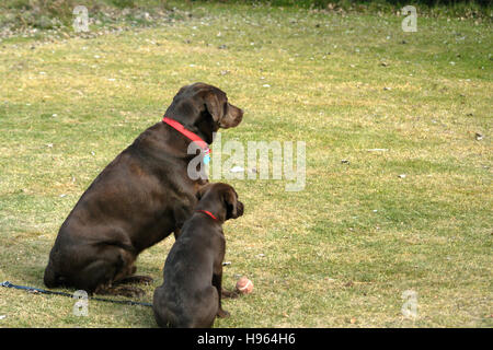 Chocolate Labrador Retriever Hund und Welpen Stockfoto