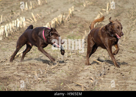 2 chocolate Labrador Retriever im Maisfeld Stockfoto