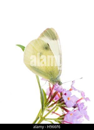 Weißkohl Butterflly auf eine rosa Blume Blüte Stockfoto