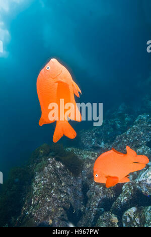 Handheld.  Garibaldi oder Hypsypops Rubicundus.  Unter Wasser fotografiert auf Catalina Island von den Kanalinseln, CA.  . Stockfoto