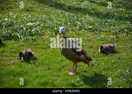 Wildgans - Mutter mit Küken auf der Wiese Stockfoto