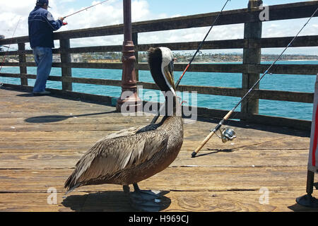Braune Pelikan im Oceanside Pier, Oceanside, Kalifornien. Stockfoto