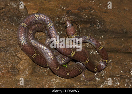 Gemeinsamen Wolf Schlange (Lycodon Aulicus), Khopoli, Maharashtra, Indien Stockfoto